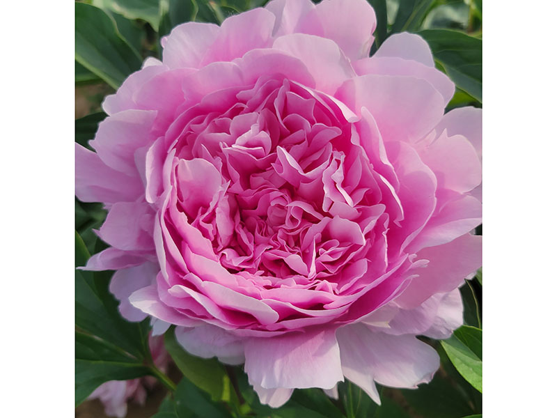 餐盤 中晚期 花徑極大 香味濃
